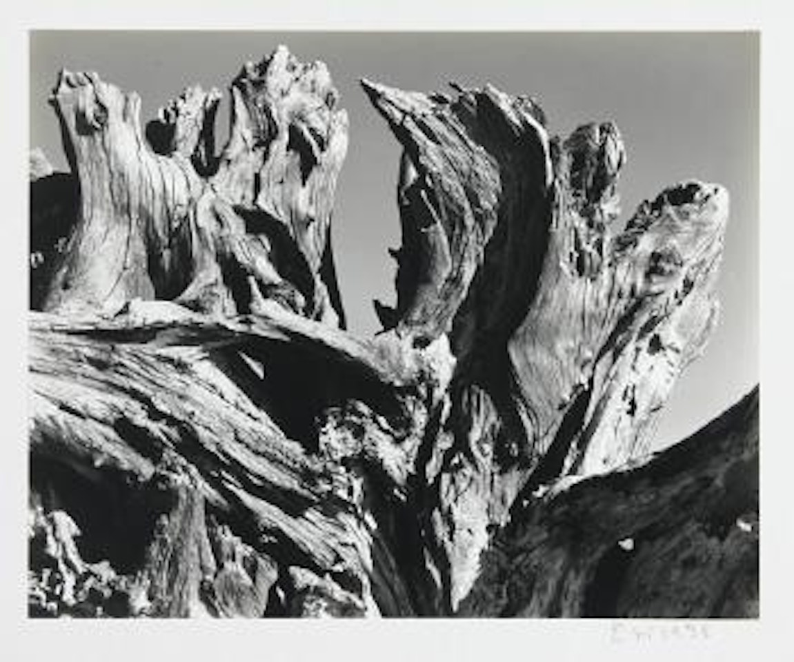 Drift log, Crescent Beach by Edward Weston