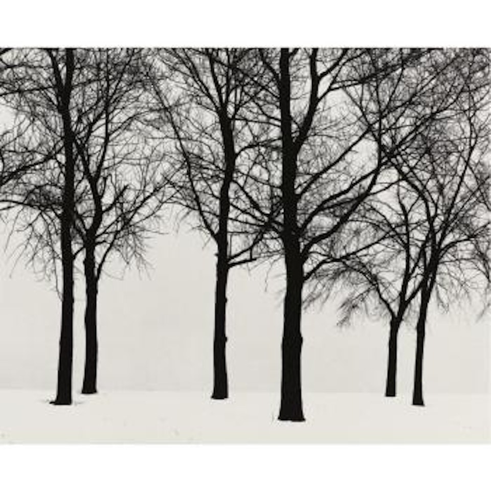 Chicago (Trees In Snow) by Harry Callahan