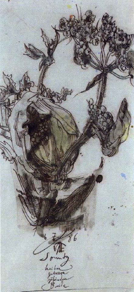 Naturstudie by Horst Janssen
