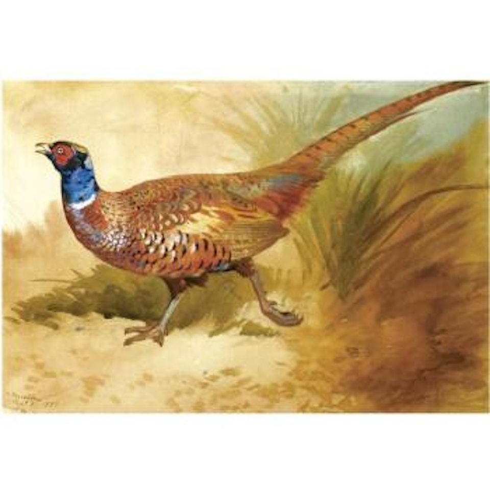 Cock Pheasant by Archibald Thorburn