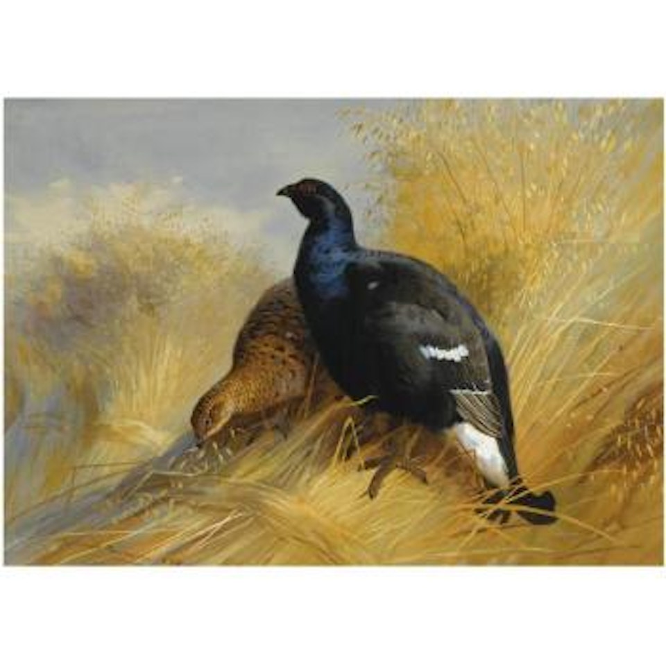Blackgame On Corn Stooks by Archibald Thorburn