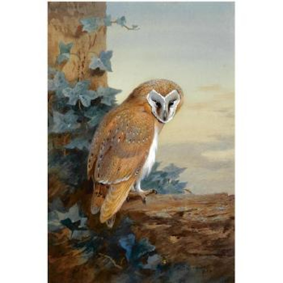 A Barn Owl by Archibald Thorburn
