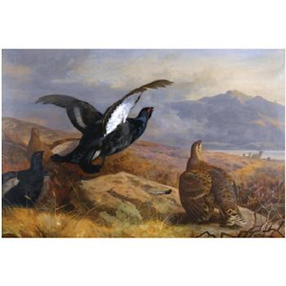 Black Grouse In A Highland Landscape With Red Deer In The Background by Archibald Thorburn