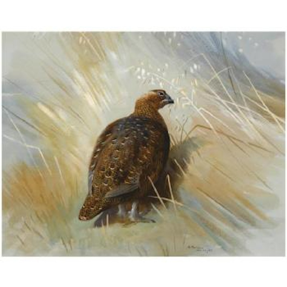 Grouse by Archibald Thorburn