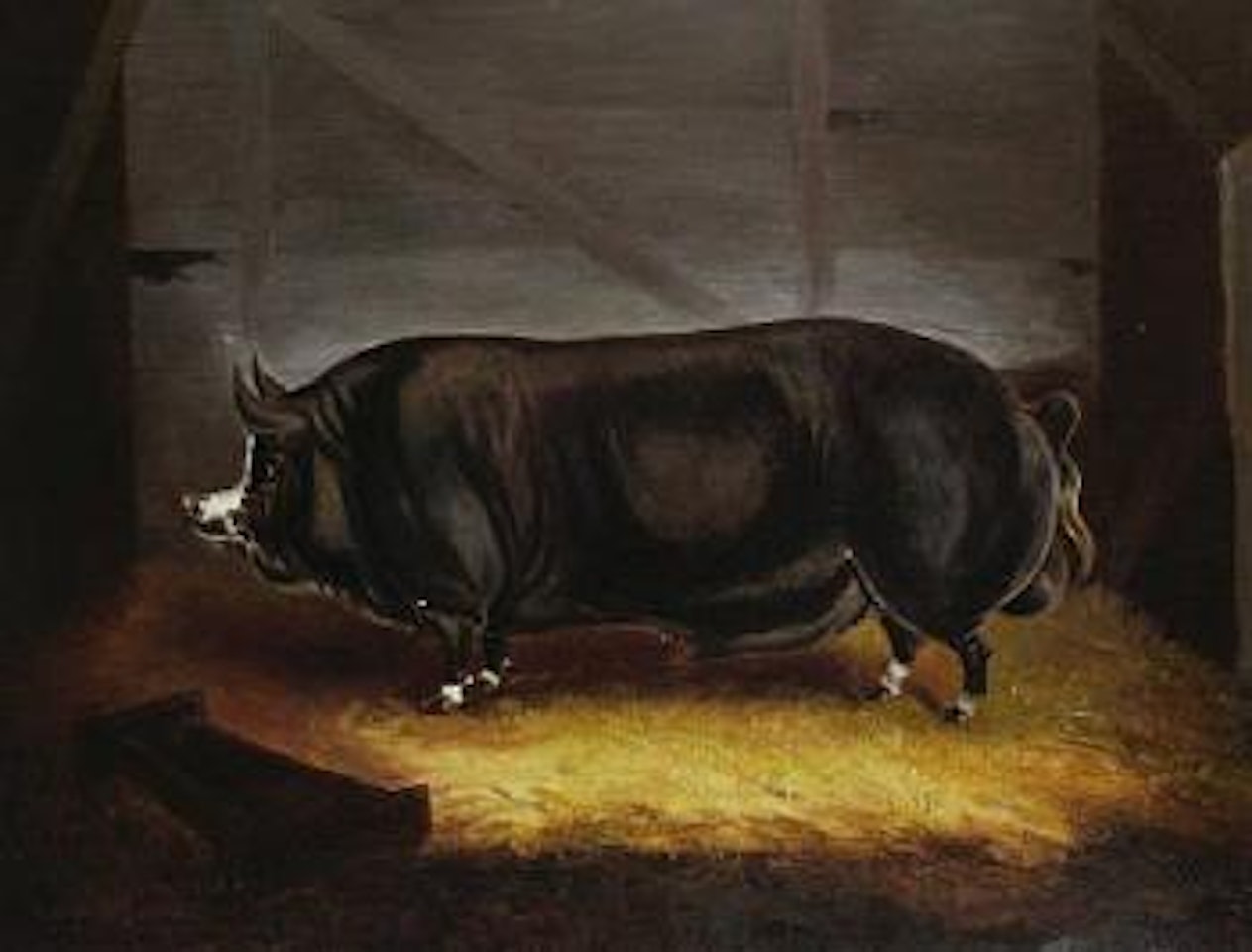 Cromwell, a prize pig by English School