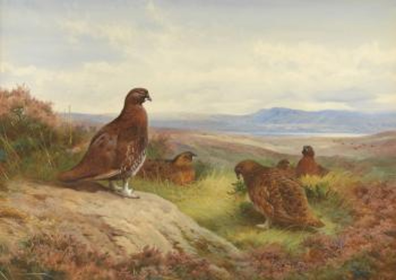 Red grouse on a moor in summer, with a loch and hills in the distance by Archibald Thorburn