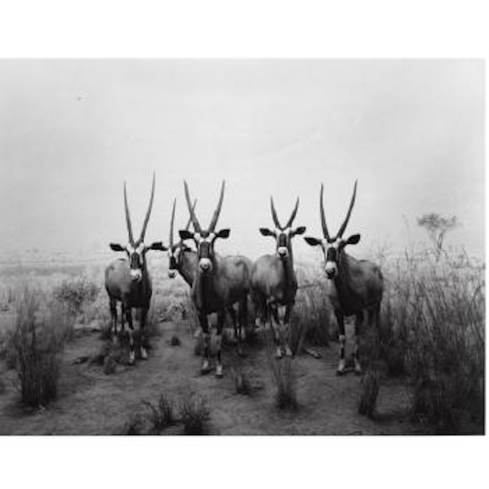 Gemsbok by Hiroshi Sugimoto