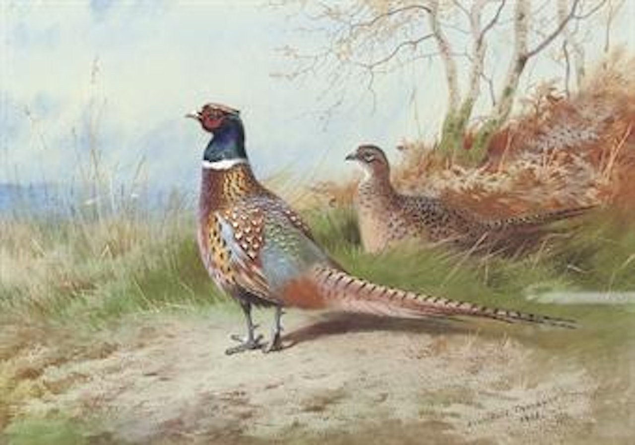 A cock and hen pheasant emerging from bracken by Archibald Thorburn