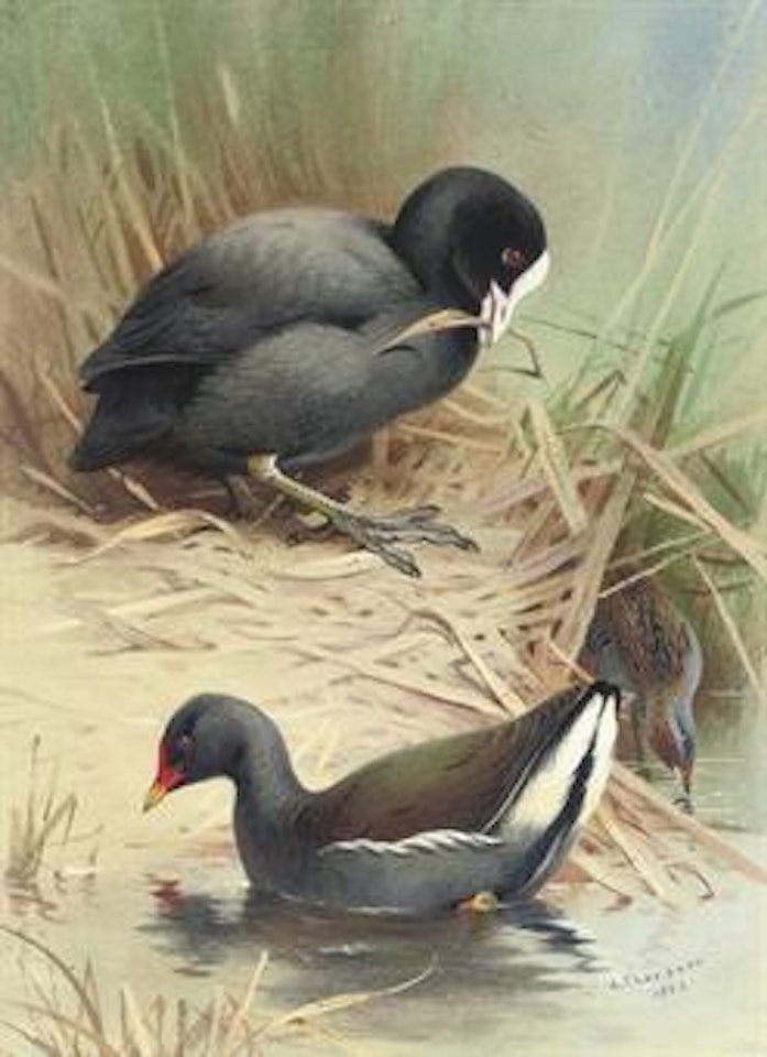 A coot, moorhen and baillons crake by Archibald Thorburn