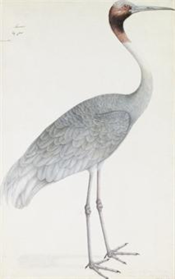 An Indian Sarus Crane, Grus Antigone by Calcutta School