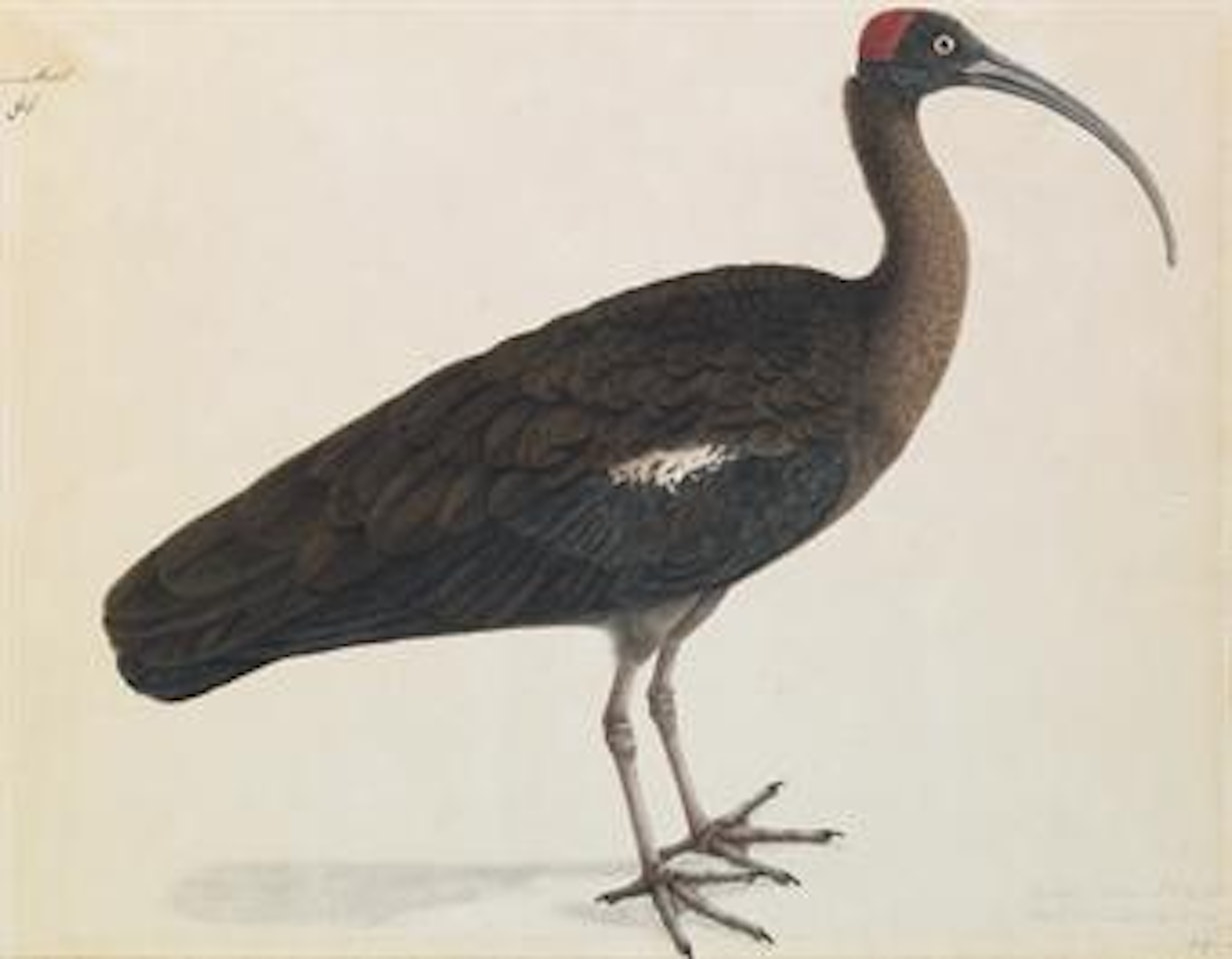 A Red-naped Ibis (Black Ibis), Pseudibis papillosa by Calcutta School