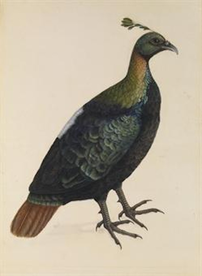 A Himalayan Monal (Impeyan Pheasant), Lophophorus impejanus Male by Calcutta School