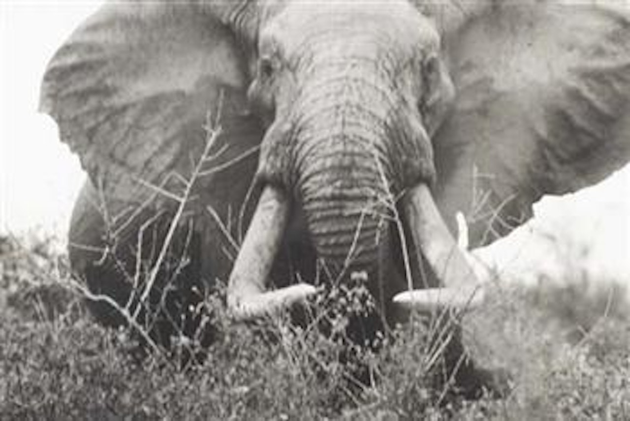 Large tusker (circa 150 lbs per side), Tsavo North, near hunting block 33/ Ithumber Hill on the Athi-Tiva dry river, February by Peter Beard