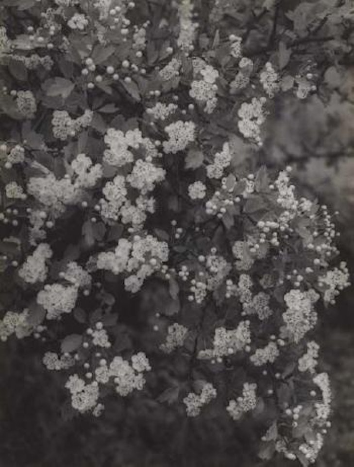 Baum Blüten (Blossoming seasons) by August Sander