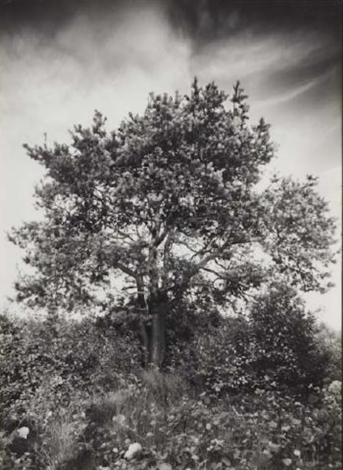 Weymouthskiefer by August Sander