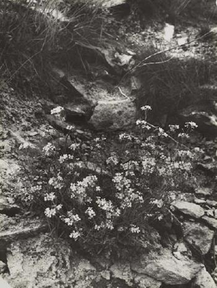 Wildblumen by August Sander