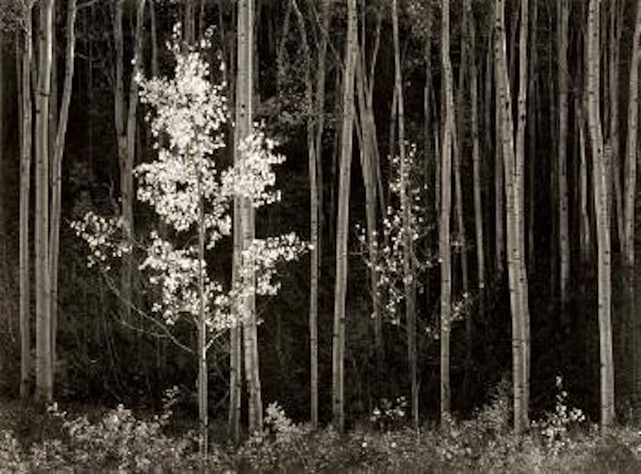 Aspens, Northern New Mexico by Ansel Adams