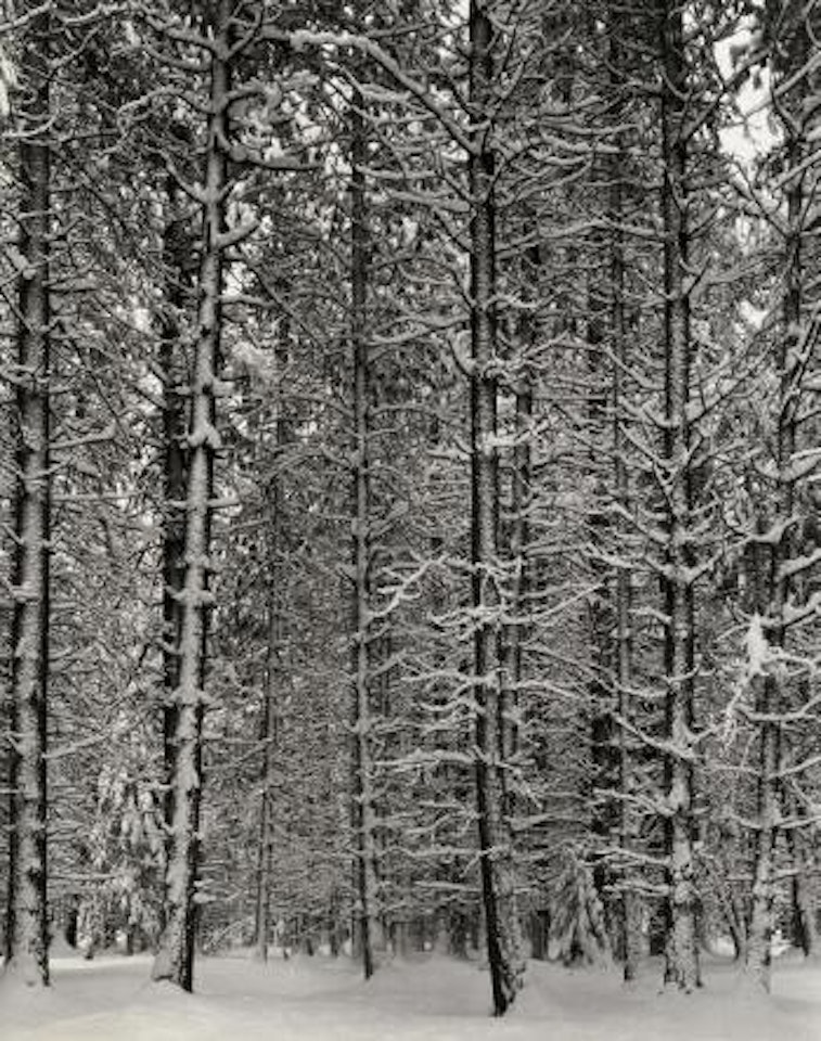 Pine Forest in Snow, Yosemite National Park by Ansel Adams