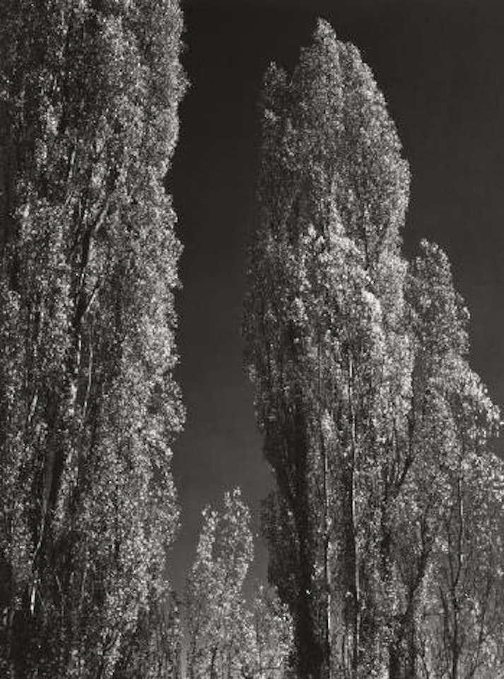 Poplars, near Bishop, California by Ansel Adams