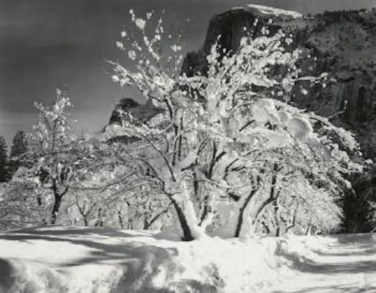 Half Dome, Apple Orchard, Winter, Yosemite National Park, California by Ansel Adams