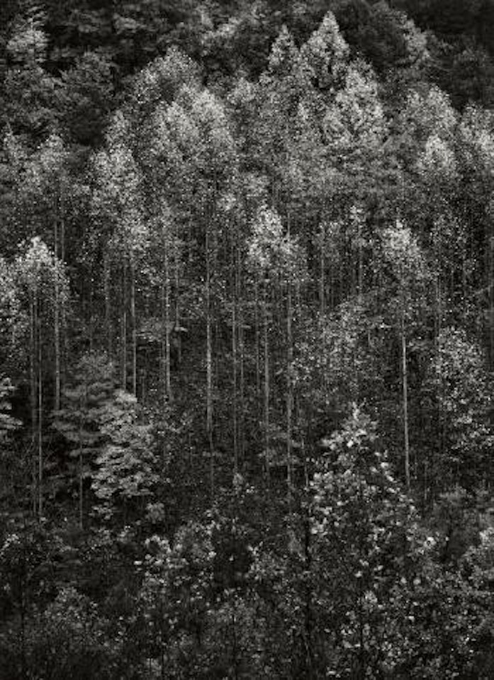 Dawn, Autumn, Great Smoky Mountains National Park, Tennessee by Ansel Adams
