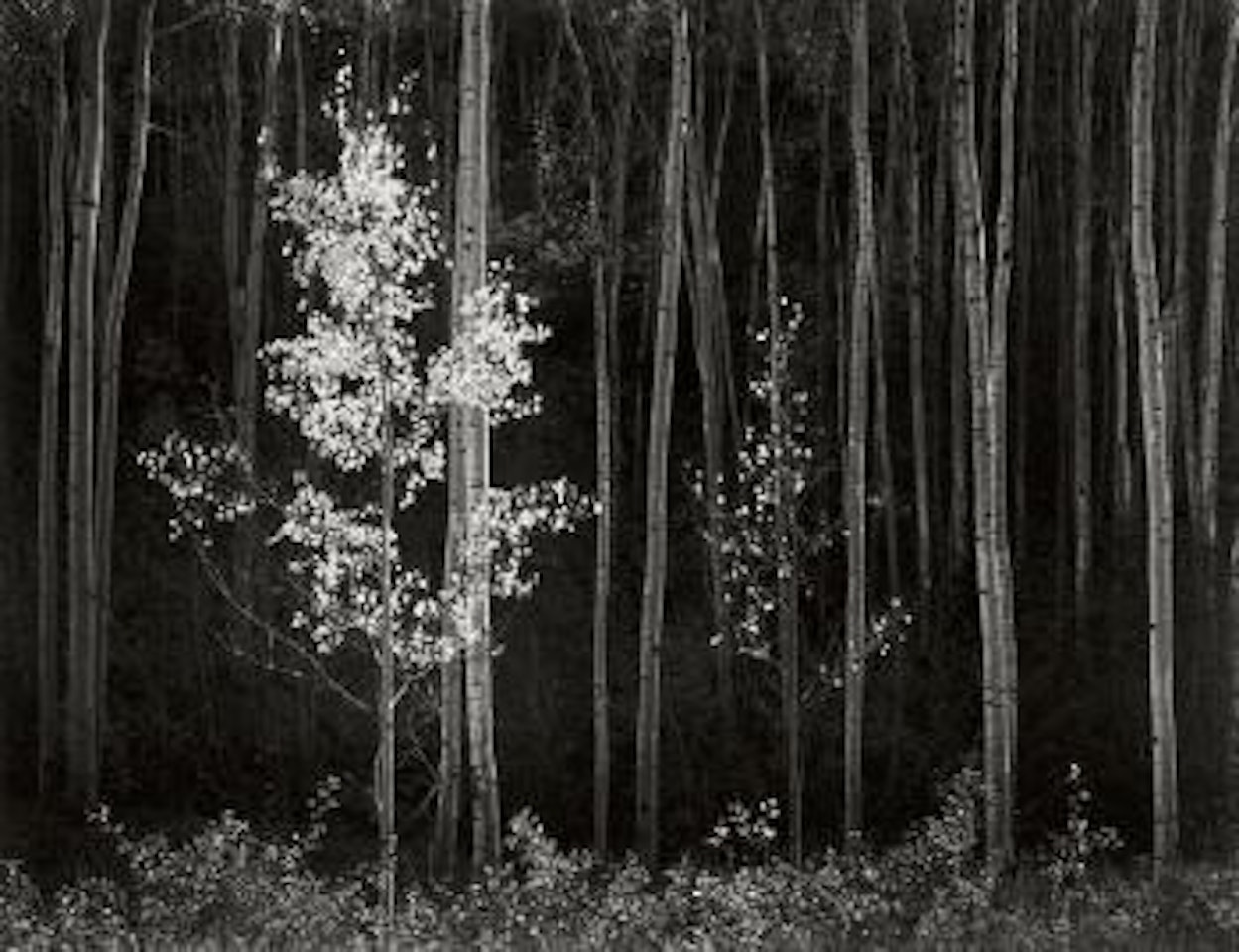 Aspens, Northern New Mexico by Ansel Adams