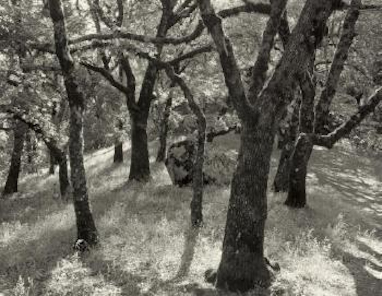 Forest, Castle Rock State Park, California by Ansel Adams