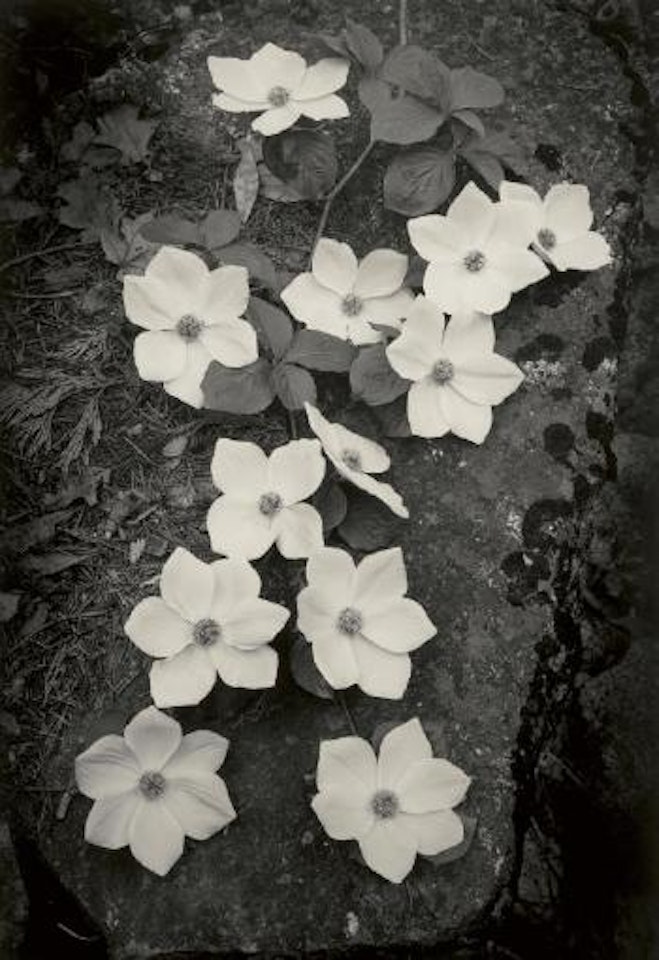 Dogwood, Yosemite Valley, California by Ansel Adams