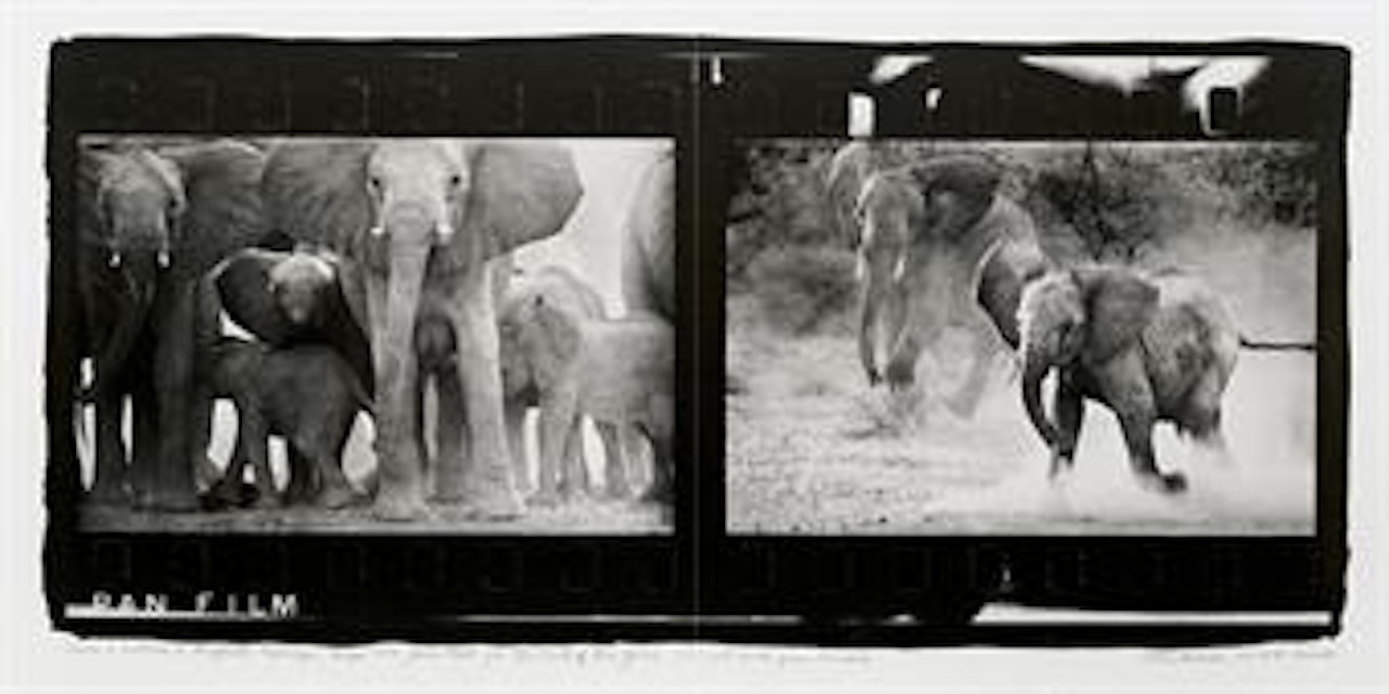 Cows and Calves at Buffalo Springs, Kenya by Peter Beard