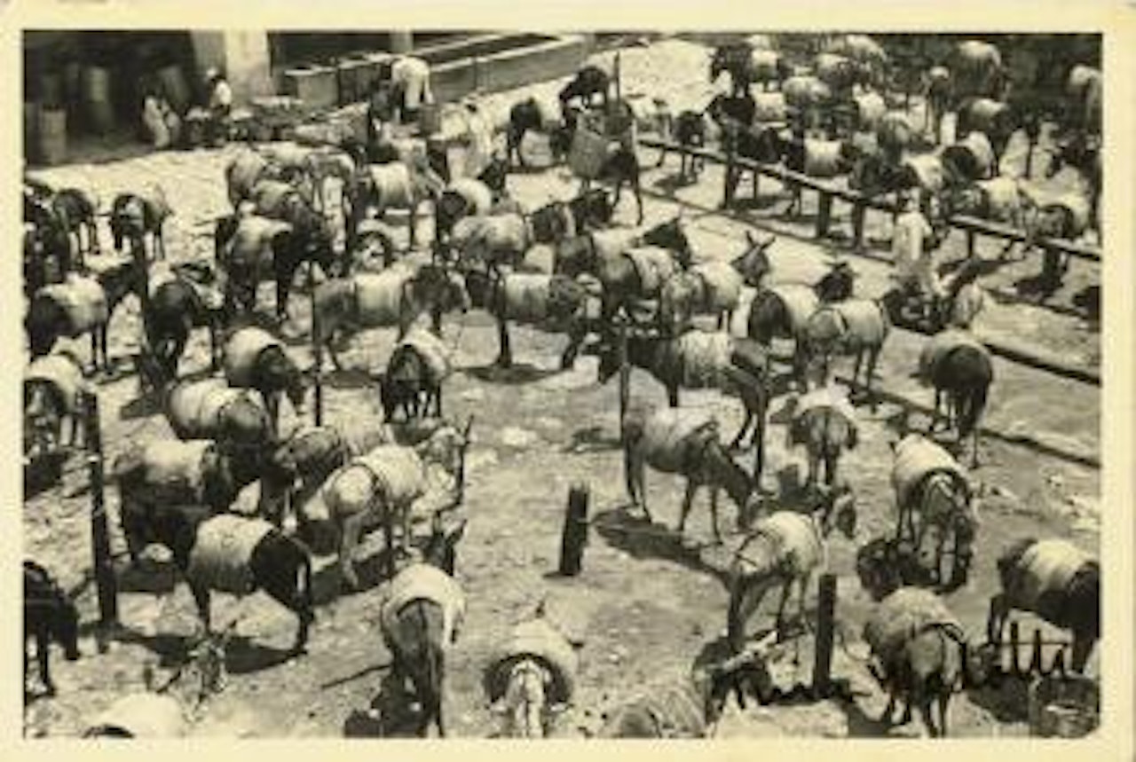 Untitled (Burros) by Tina Modotti