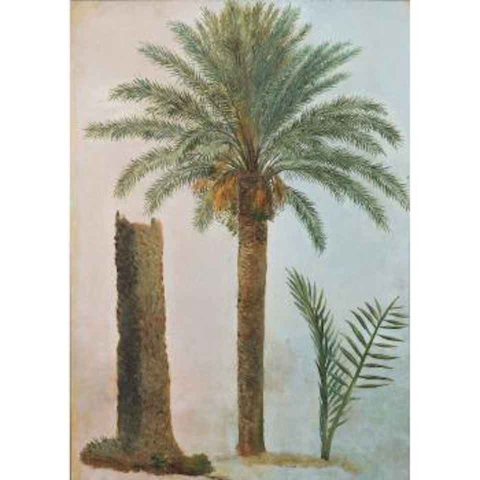 Palmiers À Rome by Simon Denis