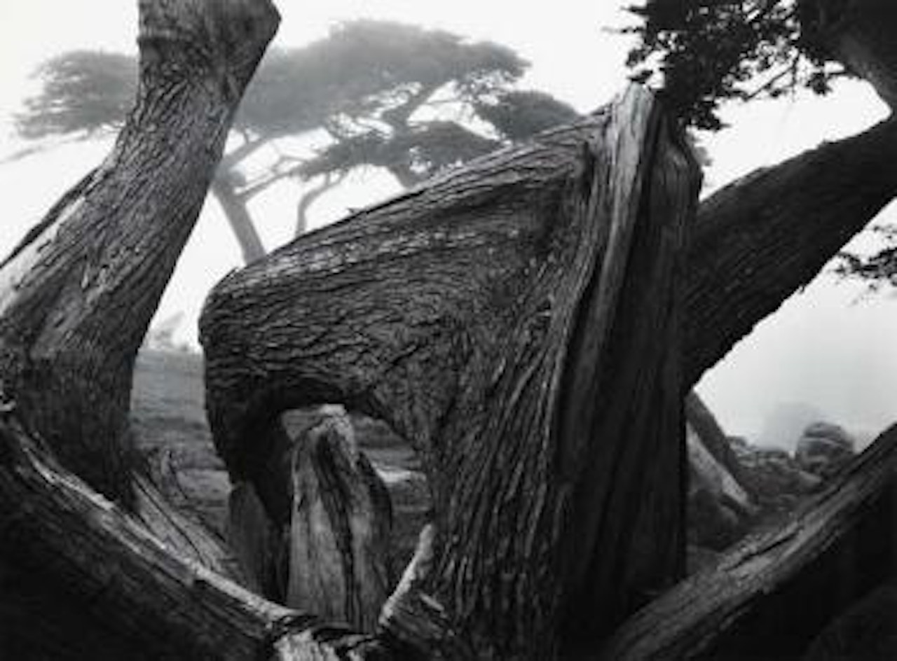 Cypress Tree in Fog, Pebble Beach, California by Ansel Adams