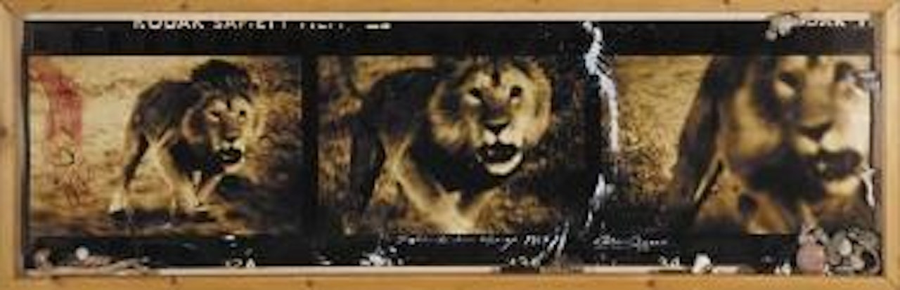 Lolindo Lion Charge by Peter Beard