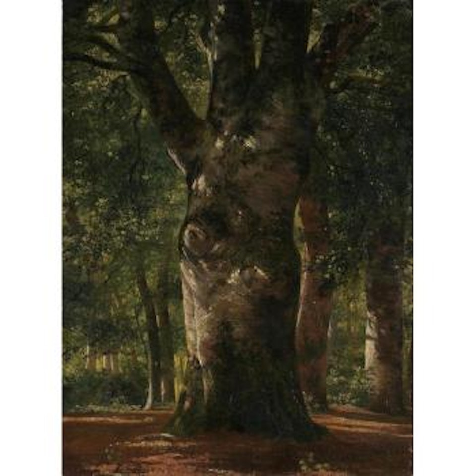 Tronc De Hétre by Alexandre Calame