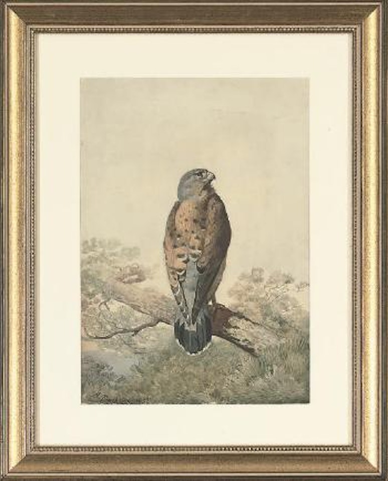 A perched kestrel by Archibald Thorburn