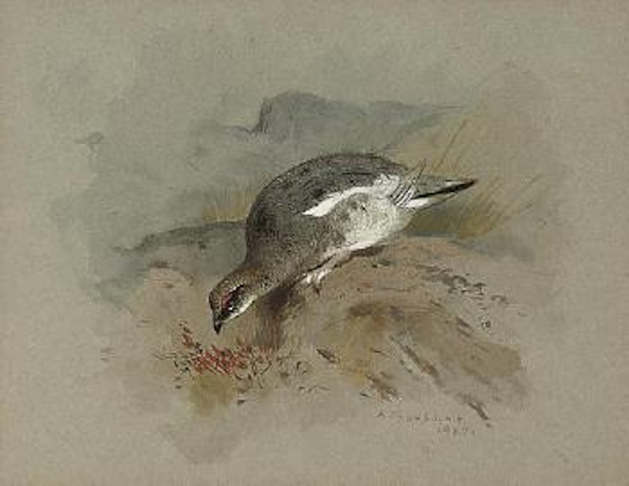 Ptarmigan on a rock by Archibald Thorburn