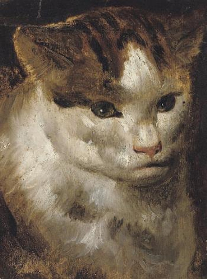 Study of a cat by Jacob Jordaens