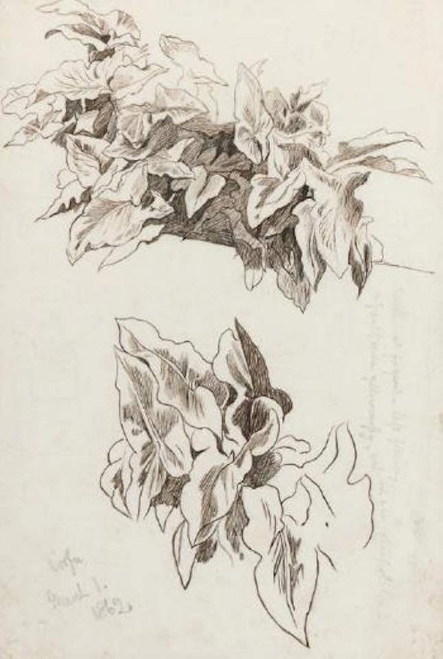 Study of Ivy, Corfu by Edward Lear