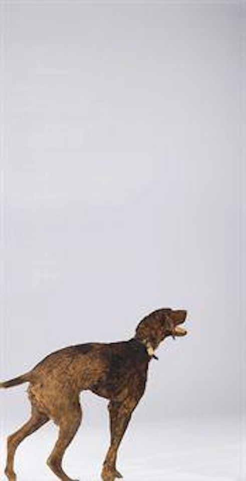 Violet Dog by Michelangelo Pistoletto