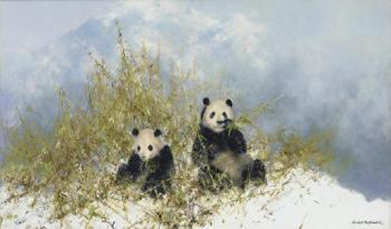 Pandas in Woolong Reserve by David Shepherd