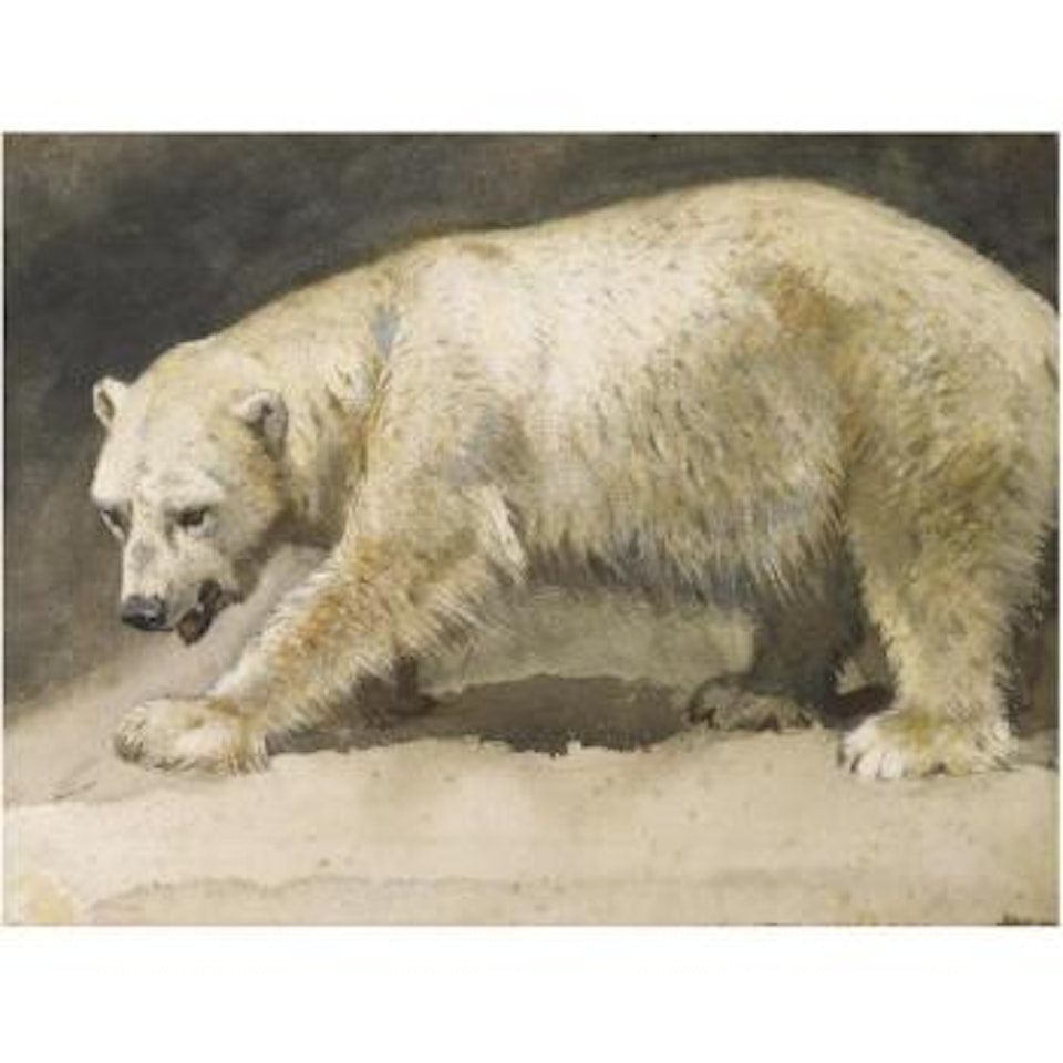 The Polar Bear by Archibald Thorburn
