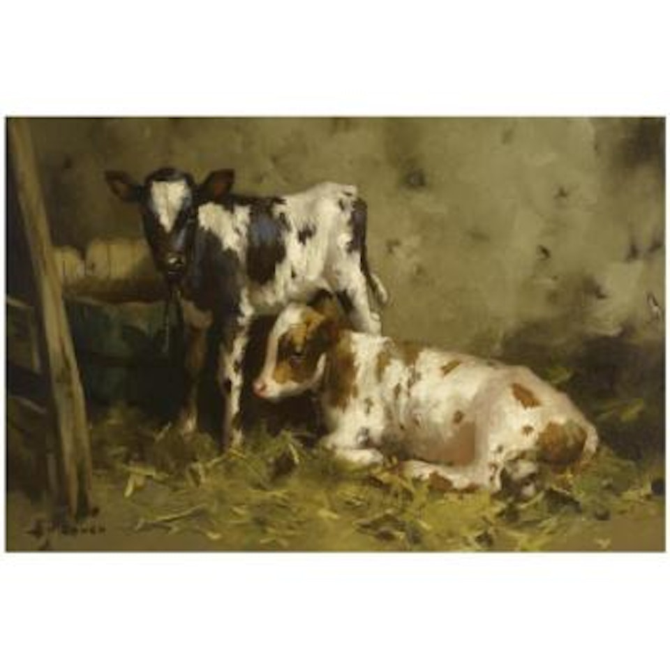 Ayrshire Calves by David Gauld