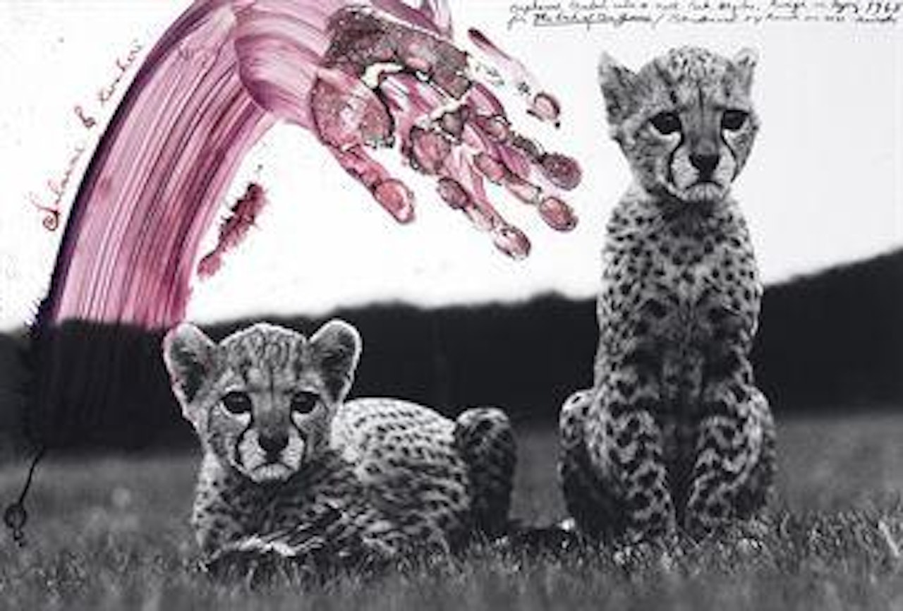 Salaam and Kwahevi, Orphaned Cheetah Cubs, for The End of the Game by Peter Beard