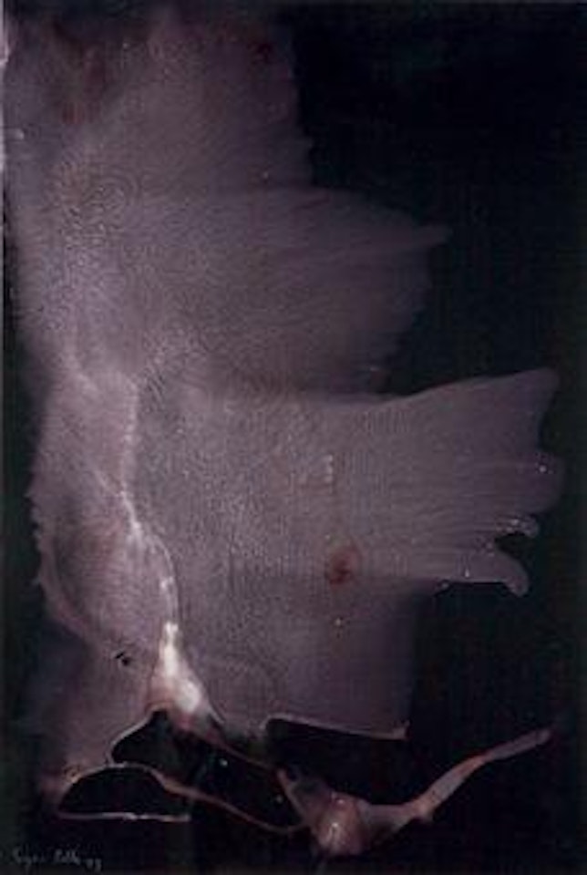 Untitled by Sigmar Polke