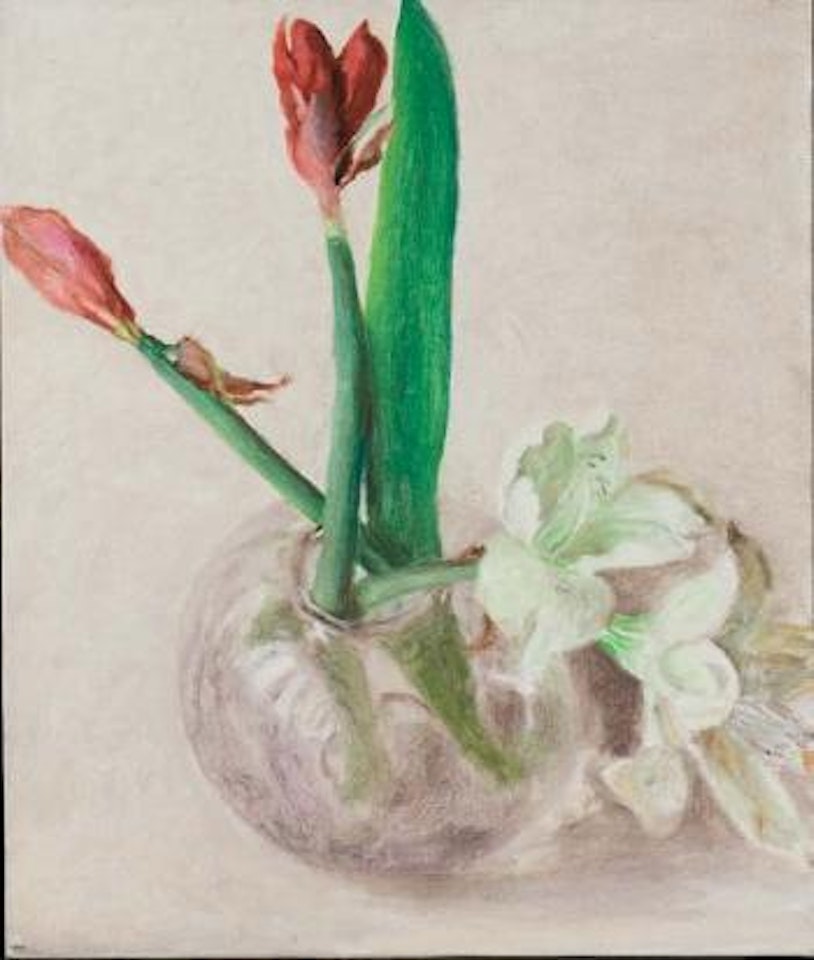 Amaryllis by Avigdor Arikha