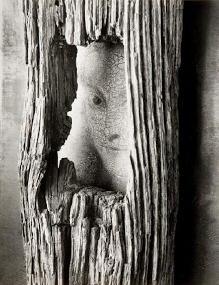 Untitled (Face in the tree) by André Kertész