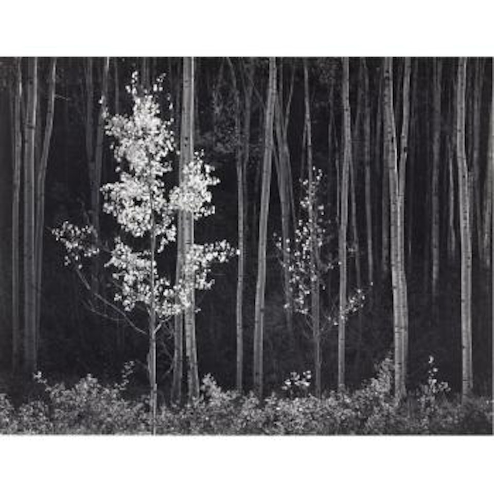 Aspens, New Mexico by Ansel Adams
