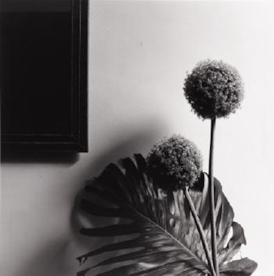 Untitled (Philodendron leaf and chive) by Robert Mapplethorpe