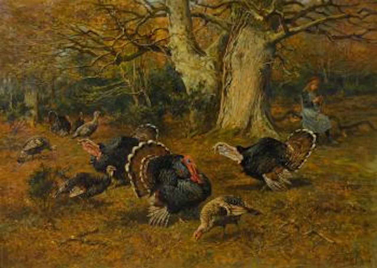 Turkeys in a wood by John Emms