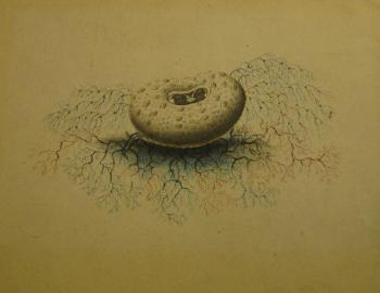 Root plant study by Edward Lear